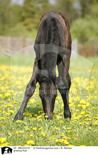 grasendes Fohlen / grazing foal / RR-20319