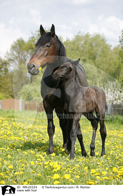 Stute mit Fohlen / mare with foal / RR-20324