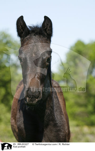 Fohlen Portrait / foal portrait / RR-20327