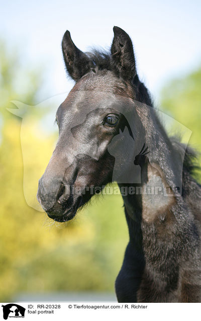 Fohlen Portrait / foal portrait / RR-20328
