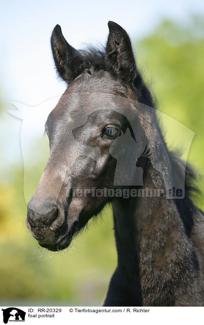 Fohlen Portrait / foal portrait / RR-20329