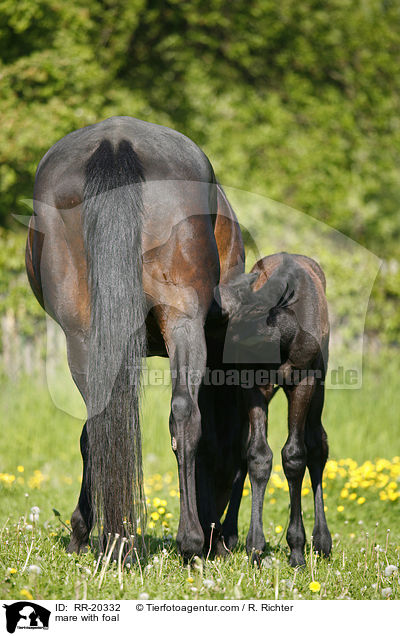 Stute mit Fohlen / mare with foal / RR-20332