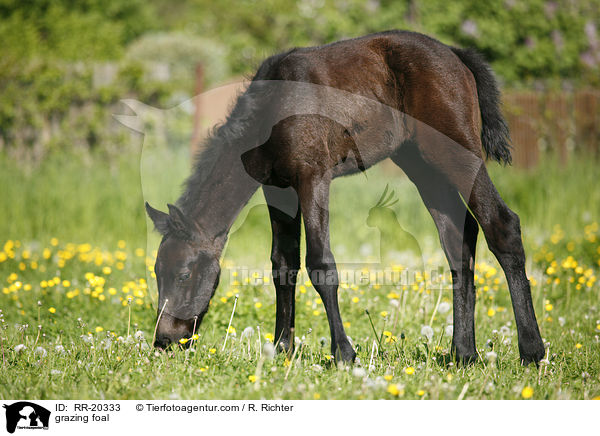 grasendes Fohlen / grazing foal / RR-20333