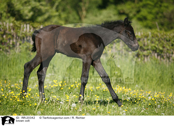 braunes Hengstfohlen / brown colt / RR-20342