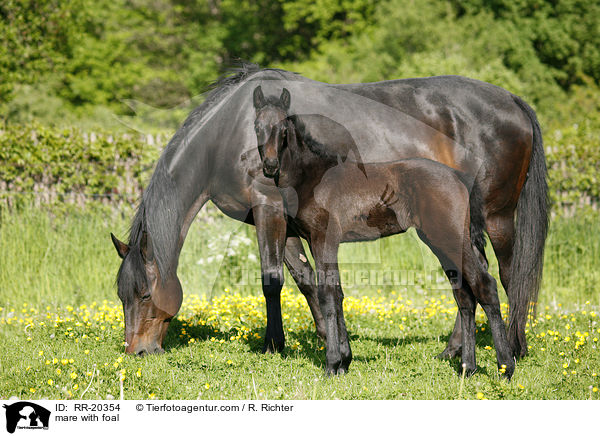 Stute mit Fohlen / mare with foal / RR-20354
