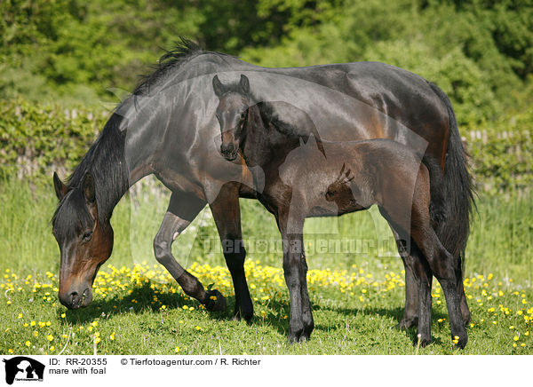mare with foal / RR-20355