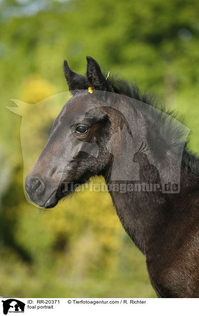 foal portrait / RR-20371