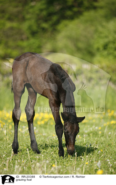 grasendes Fohlen / grazing foal / RR-20388