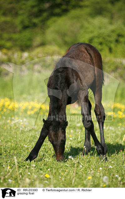 grazing foal / RR-20390