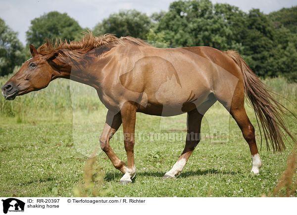 Pferd schttelt sich / shaking horse / RR-20397