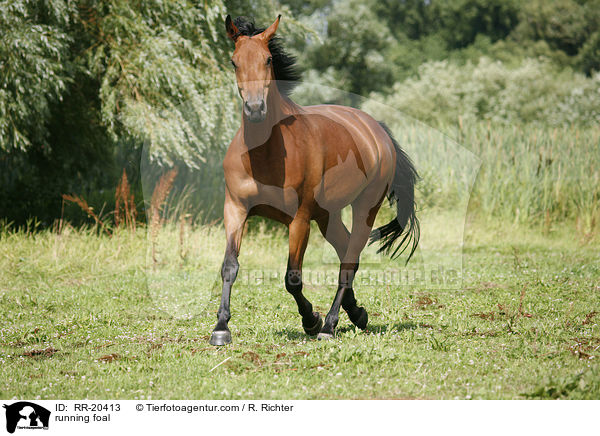rennendes Fohlen / running foal / RR-20413