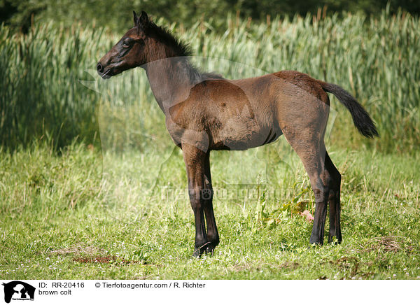 braunes Hengstfohlen / brown colt / RR-20416