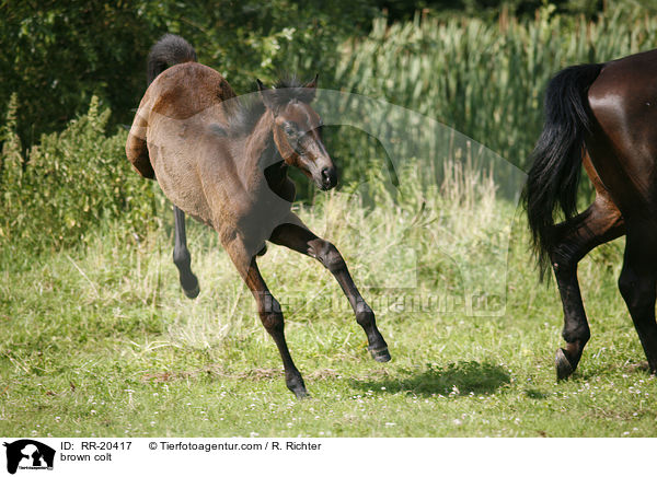 braunes Hengstfohlen / brown colt / RR-20417