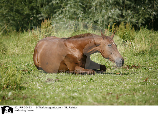 sich wlzendes Pferd / wallowing horse / RR-20423