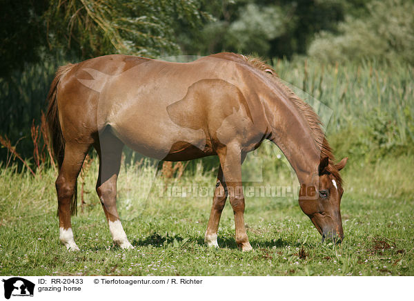 grasendes Pferd / grazing horse / RR-20433