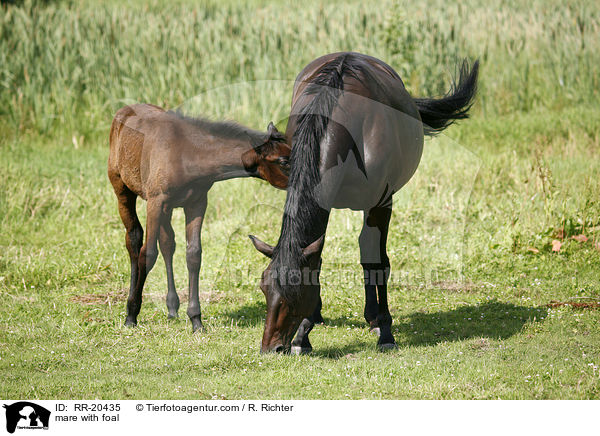 Stute mit Fohlen / mare with foal / RR-20435