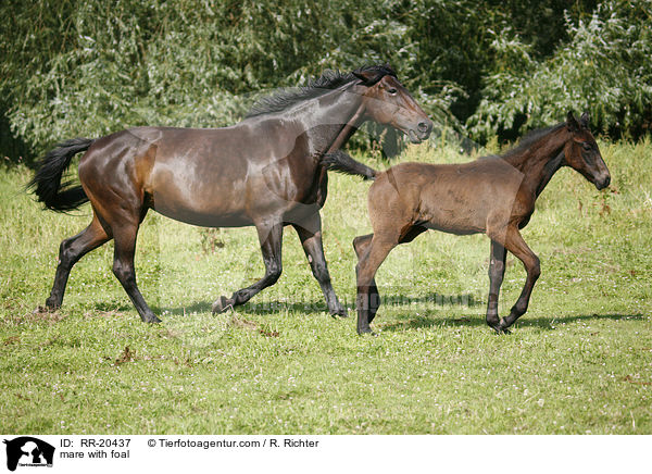 Stute mit Fohlen / mare with foal / RR-20437