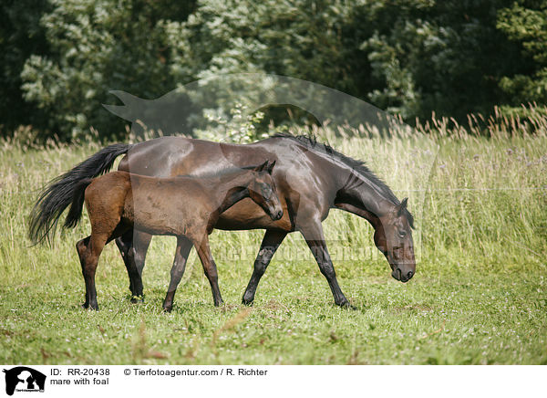 Stute mit Fohlen / mare with foal / RR-20438
