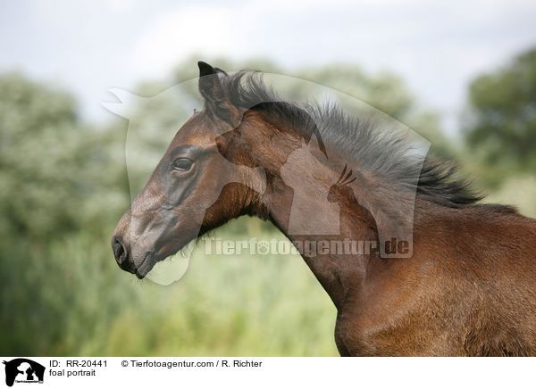 Fohlen Portrait / foal portrait / RR-20441