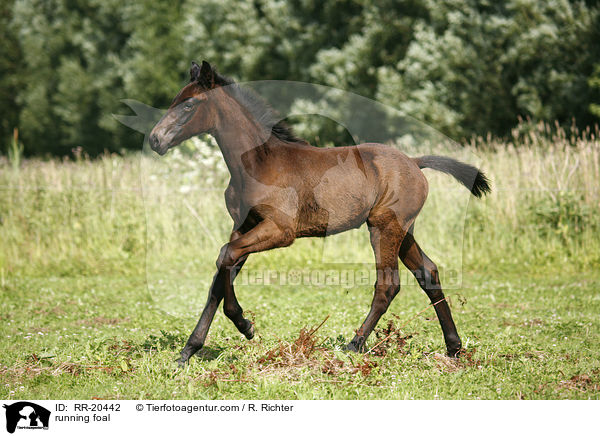 rennendes Fohlen / running foal / RR-20442