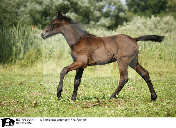 rennendes Fohlen / running foal / RR-20444