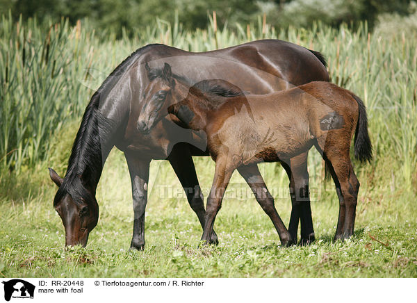 Stute mit Fohlen / mare with foal / RR-20448