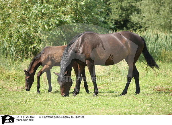 Stute mit Fohlen / mare with foal / RR-20453