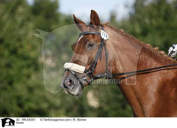 Deutsches Sportpferd / horse / RR-28361