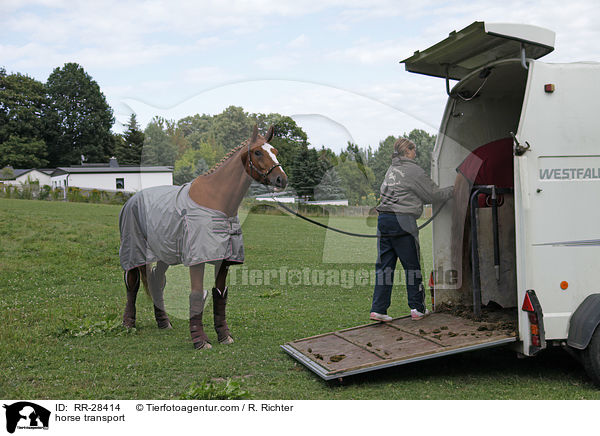 Pferde verladen / horse transport / RR-28414