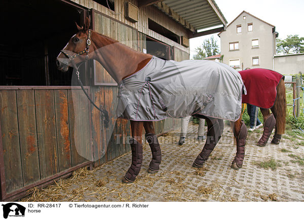 angebundenes Pferd / horse / RR-28417