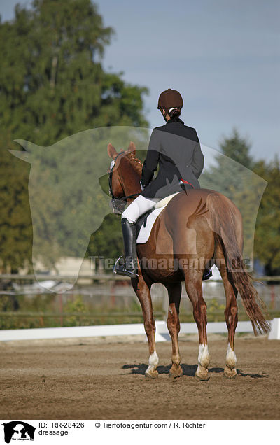 E-Dressur Prfung / dressage / RR-28426
