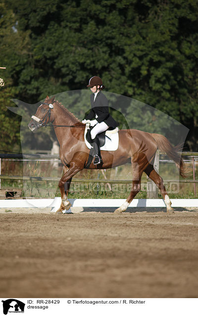 E-Dressur Prfung / dressage / RR-28429