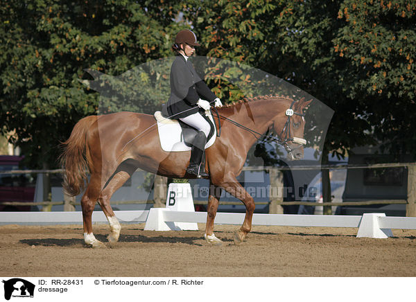 E-Dressur Prfung / dressage / RR-28431