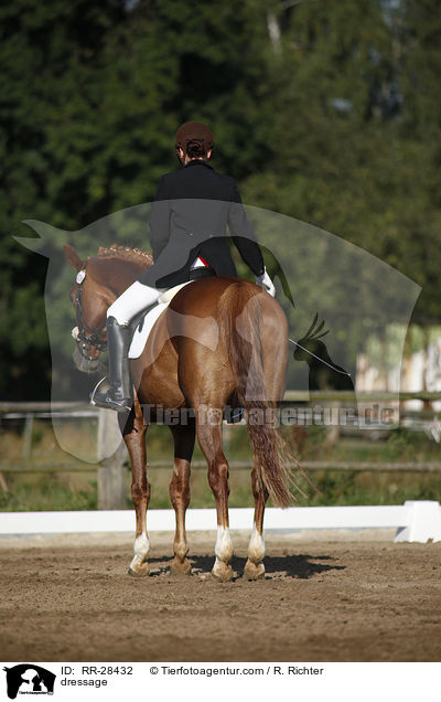 E-Dressur Prfung / dressage / RR-28432