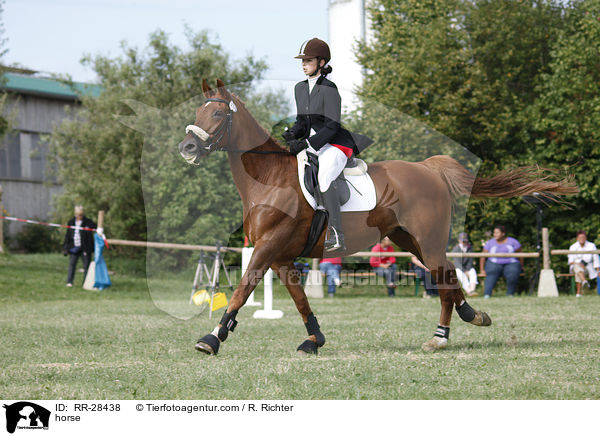 Deutsches Sportpferd / horse / RR-28438