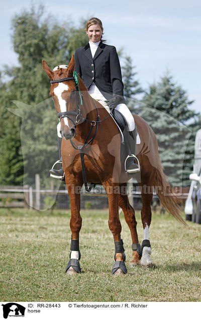 Deutsches Sportpferd / horse / RR-28443