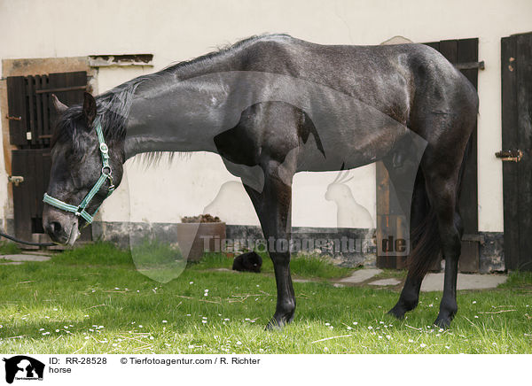 Deutsches Sportpferd / horse / RR-28528