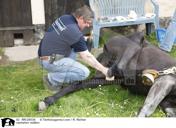 Kastration eines jungen Hengstes / castration stallion / RR-28536