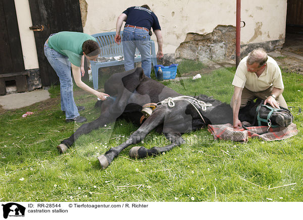 Kastration eines jungen Hengstes / castration stallion / RR-28544