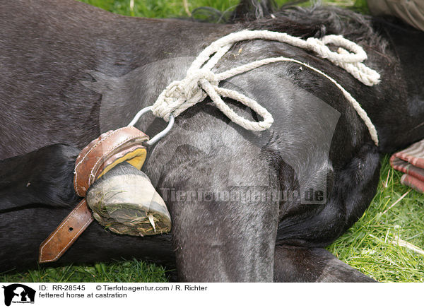 gefesseltes Pferd bei Kastration / fettered horse at castration / RR-28545