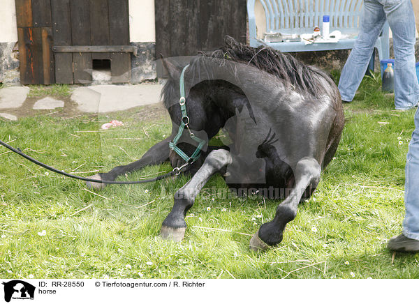 Deutsches Sportpferd / horse / RR-28550