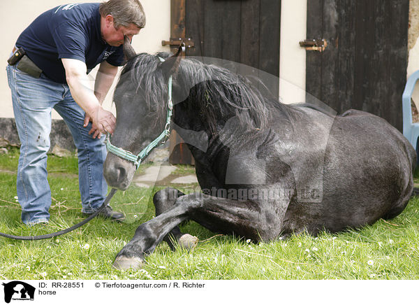 Deutsches Sportpferd / horse / RR-28551