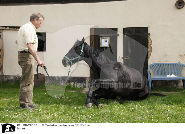 Deutsches Sportpferd / horse / RR-28553