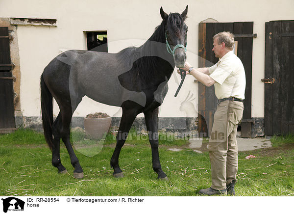 Deutsches Sportpferd / horse / RR-28554