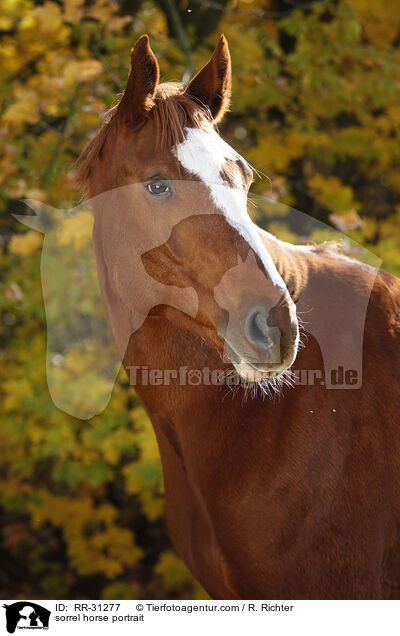 Deutsches Sportpferd Portrait / sorrel horse portrait / RR-31277