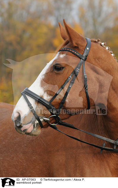 Deutsches Sportpferd Portrait / warmblood portrait / AP-07063