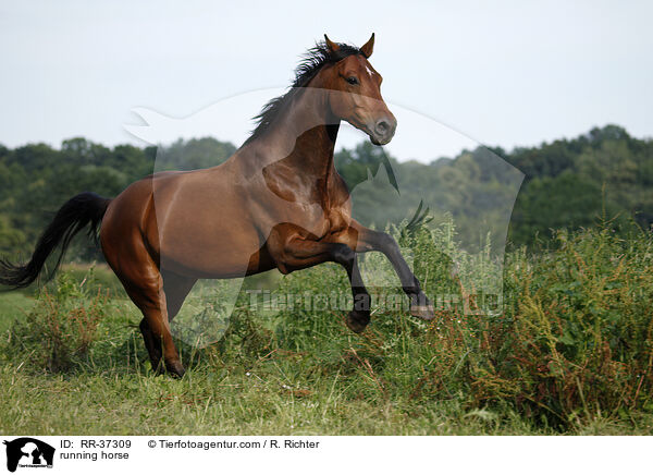 running horse / RR-37309
