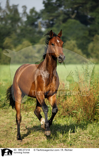 rennendes Deutsches Sportpferd / running horse / RR-37318