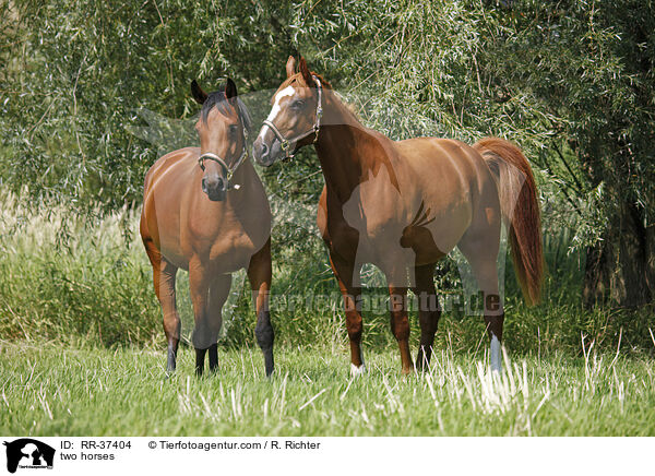 Deutsche Sportpferde / two horses / RR-37404