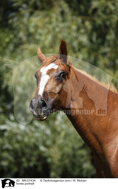 Deutsches Sportpferd Portrait / horse portrait / RR-37434